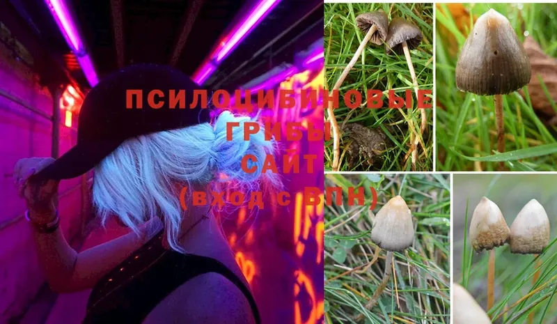 Галлюциногенные грибы MAGIC MUSHROOMS  omg ТОР  Анадырь 